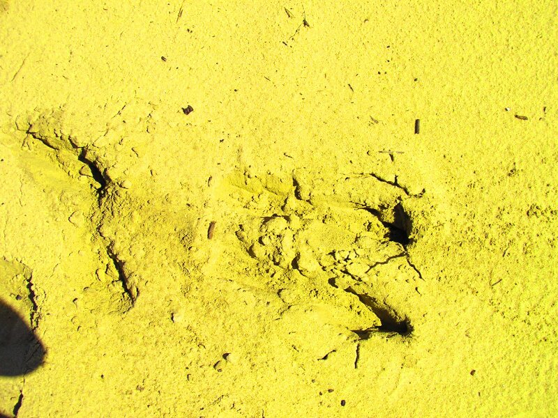 kangaroo tracks
